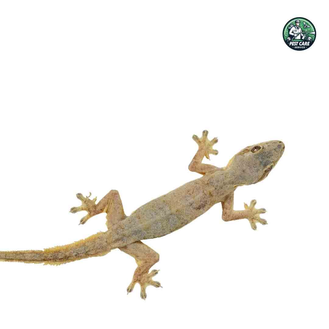 Lizard Control